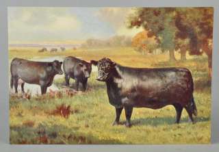 Vintage R. Atkinson Fox Galloways Print Rural Cows in Pasture NEW 