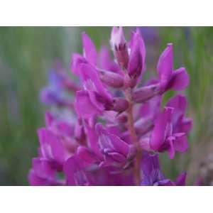  30 PURPLE LOCOWEED Crazyweed Oxytropsis Lambertii Flower 