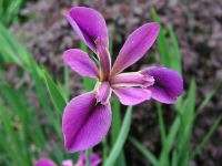 Louisiana Iris Vincolor, 1 rhizome  