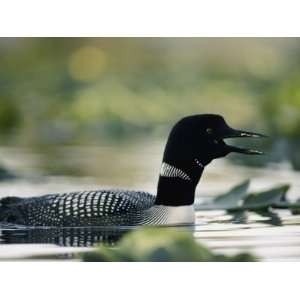  A Swimming Male Loon in Breeding Plumage Emits a Call Art 
