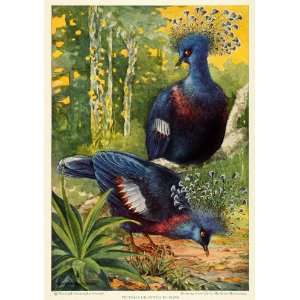 1926 Print Victoria Crowned Pigeons Blue Bird Crest Fauna 