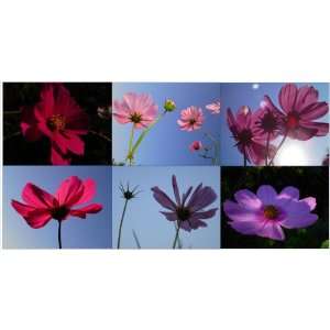  Miette Michie Photo Note Cards Nature Series   Cosmos 