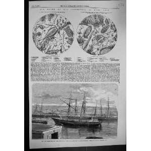  1857 Microscope Watet Serpentine Hyde Park Fox Ship Arctic 