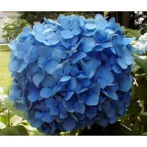 Nikko Blue Hydrangea Macrophylla (trade gallon) blue 
