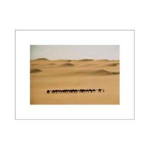  Camel Train, Mauritania Poster Print