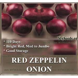  20 RED ZEPPELIN Onion seeds ~ Long Day Variety red hybrid 