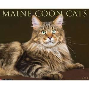  Maine Coon Cats 2013 Wall Calendar