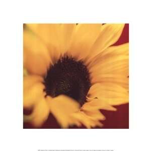  Sunflower on Red   Poster by Jane Ann Butler (11.75x15.75 