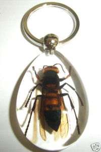 Insect Keychain (Clear)   Lesser Banded Tiger Hornet  