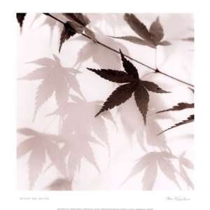  Japanese Maple Leaves No. 2 Poster by Alan Blaustein (13 