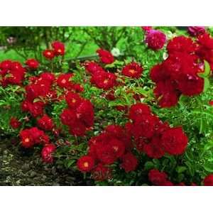  Red Ribbons (Rosa Landscape/Shrub)   Bare Root Rose Patio 