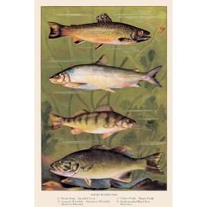  Freshwater Fish   Poster (12x18)