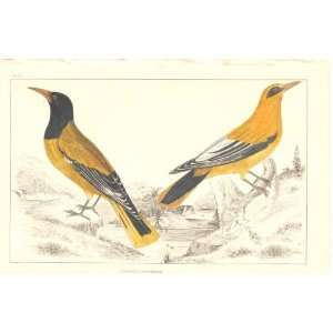  H/C Birds 1852 Goldsmith Oriel