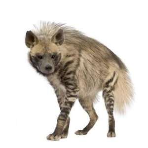  Striped Hyena in Front of a White Background   Peel and 