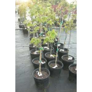 com Osakazuki Upright Green Japanese Maple Trees (3 to 4 Year Plants 