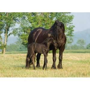  Friesian Mare With Foal Wall Mural