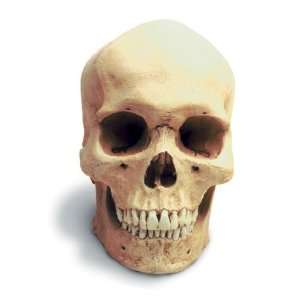  Human Male Skull W/Stand Antique Finish Toys & Games