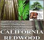 redwood bonsai  