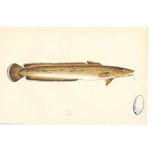  C1880 H/C Natural History Fish Ling