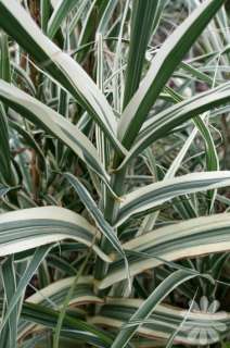 VARIEGATED REED ORNAMENTAL GRASS LIVE PLANT  