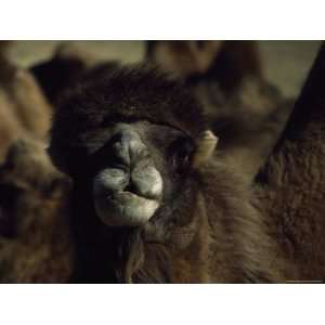 Portrait of a Bactrian Camel, Damao Qi, Mongol Zizhiqu, China 