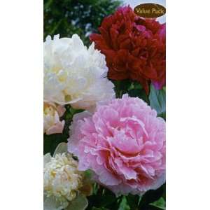  Garden Peony Cotton Candy Mix Pack of 3 Bulbs Patio, Lawn 