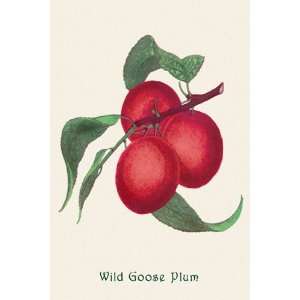  Wild Goose Plum   Poster (12x18)