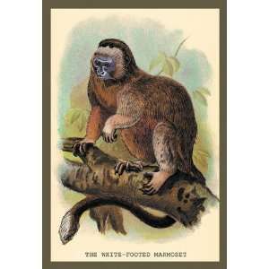  The White Footed Marmoset 12x18 Giclee on canvas