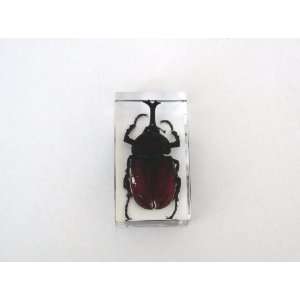   Real Insect Paperweight   Rhinoceros Beetle (ST3215)
