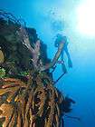 Scuba Diving Packages for 2 Equipment Varadero p/u & Lunch 2 dives 