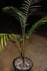Lytocaryum weddellianum Live Victorian Parlor Palm 1gal  