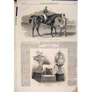   Sweetsauce Goodwaood Races Racehorse Race Horse 1860