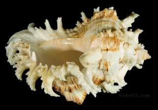   ramosus 153.4mm F+++ BIG AWESOME Philippines Seashells  