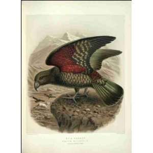  Reprint Kea Parrot 1888