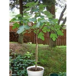  Brown Fig Tree 3 4 High Shipped in Pot Year Round Patio 