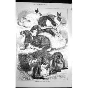  1872 Prize Rabbits Crystal Palace Show Animals Print