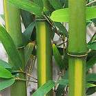 bamboo plants  