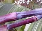 Blue sugar cane plant live bamboo like Neon pinkish purple pin stripe 