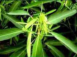  gyrans (syn. Codariocalyx gyrans). It is known as a curiosity plant 