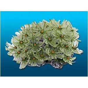   Rock Green 5.25 in x 3.75 in x 2.5 in Coral Reproduction