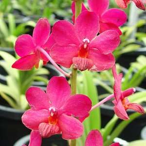  AC162 Orchid Plant Ascovandoritis Thai Cherry AD/AOS 