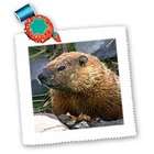 3dRose LLC Wild animals   Groundhog   Quilt Squares
