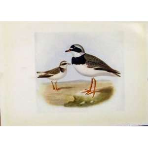   Birds Of Britain By Dresser Color Print Ringed Plover
