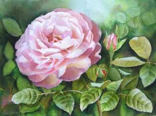 David Austin Rose   Original flower painting Joa  
