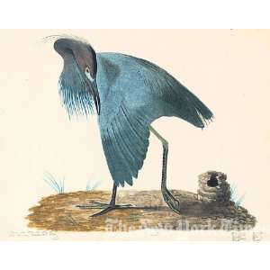  Blue Heron, Male, Plate 18.39