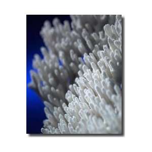 Sea Coral Ii Giclee Print 