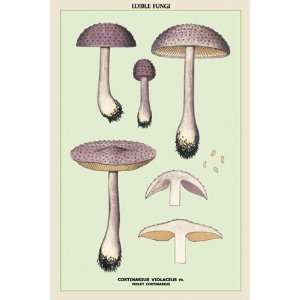 Edible Fungi Violet Cortinarius by Unknown 12x18  Grocery 