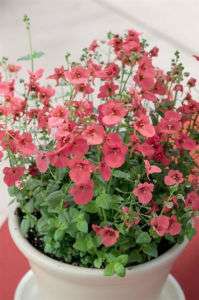 FLOWER SEEDS CORAL ROSE DIASCIA ANNUAL FLOWERS SEED  
