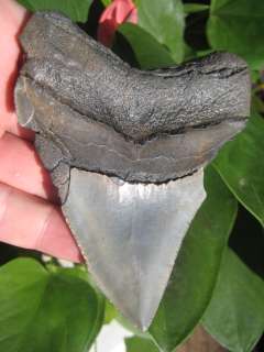 MEGALODON SHARK Tooth Megladon Fossil Teeth SCUBA  