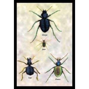   printed on 20 x 30 stock. Beetles of Java, France, Cape and Europe #1